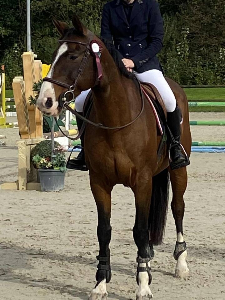 Joli hongre SF PP 13 ans