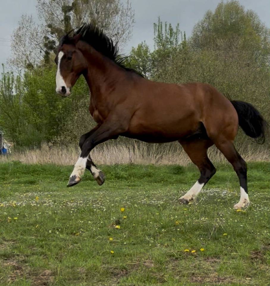 Joli hongre SF PP 13 ans