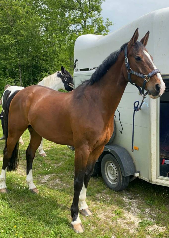 Joli hongre SF PP 13 ans