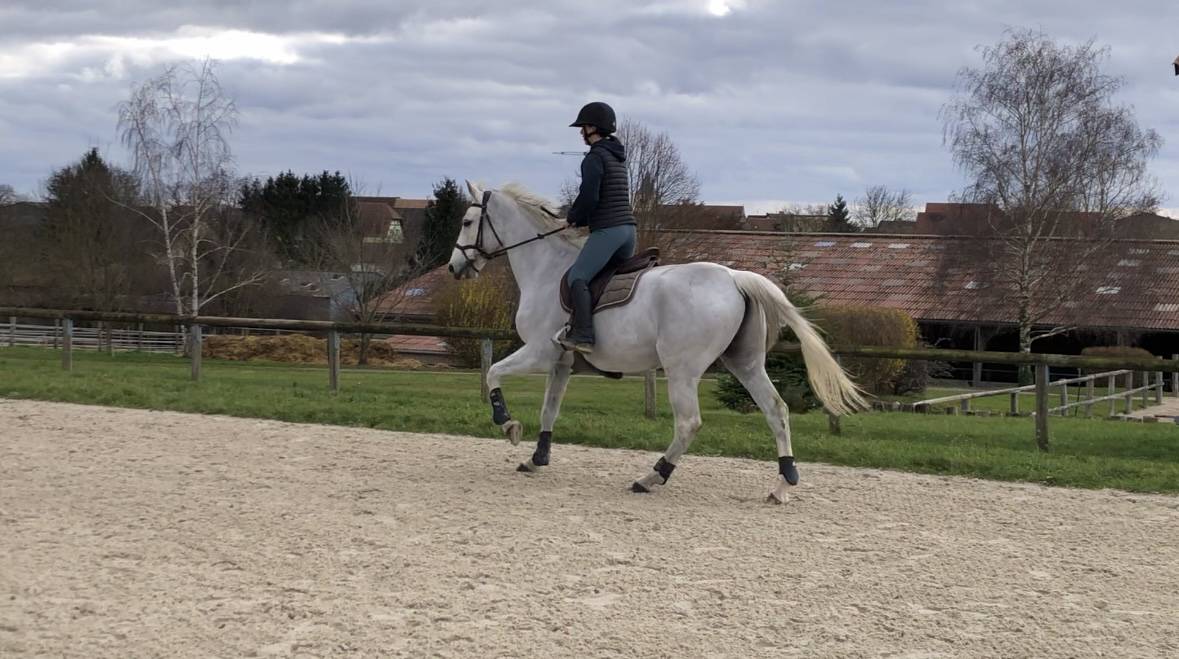 Hongre pour pr&eacute; retraite/compagnie