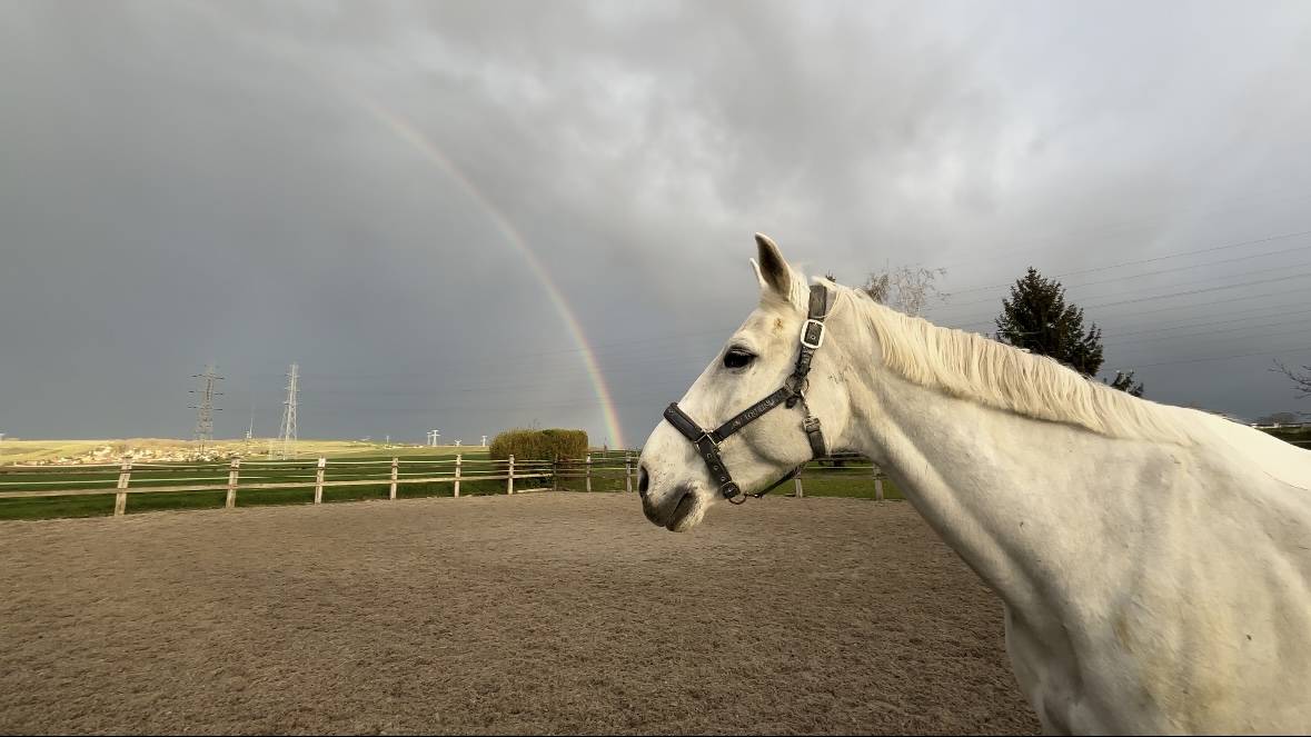 Hongre pour pr&eacute; retraite/compagnie