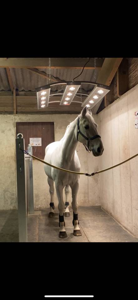 Hongre pour pr&eacute; retraite/compagnie