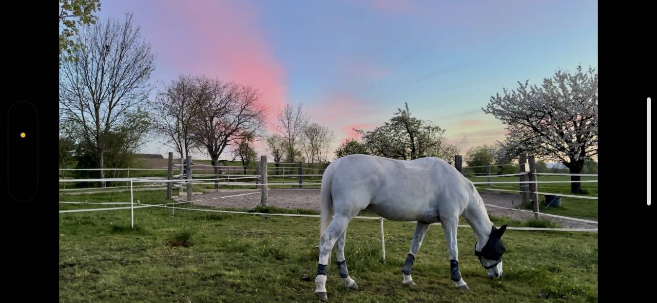 Hongre pour pr&eacute; retraite/compagnie