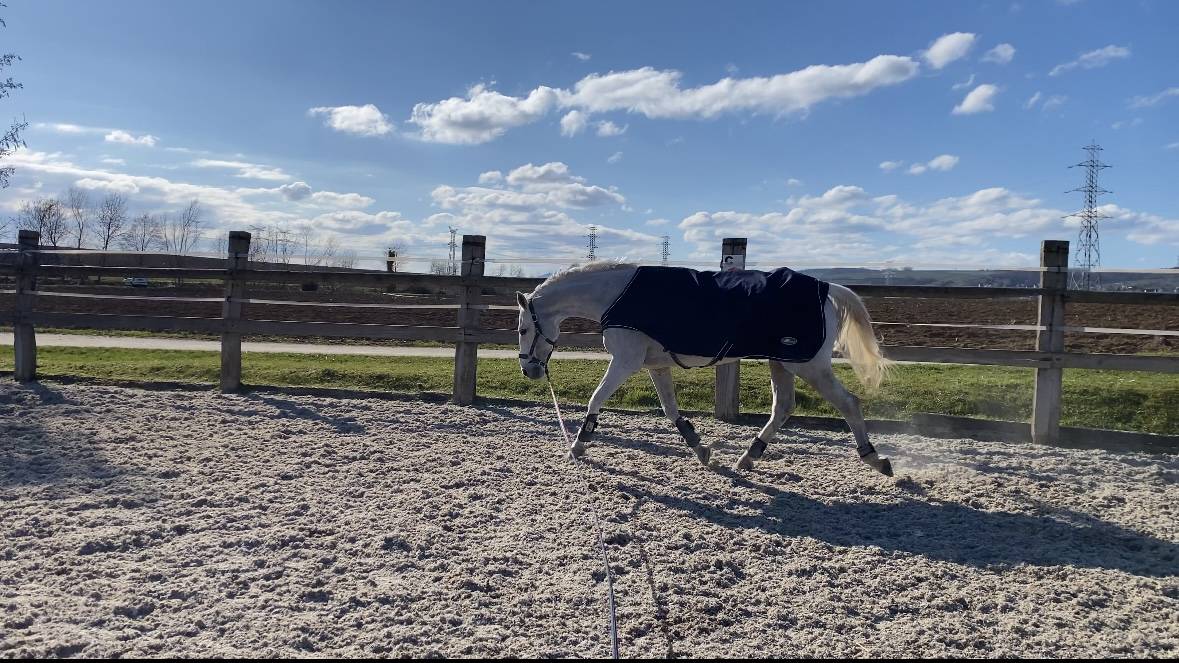 Hongre pour pr&eacute; retraite/compagnie