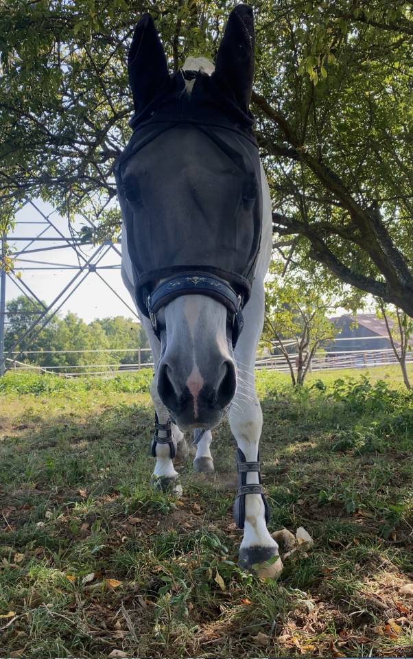 Hongre pour pr&eacute; retraite/compagnie