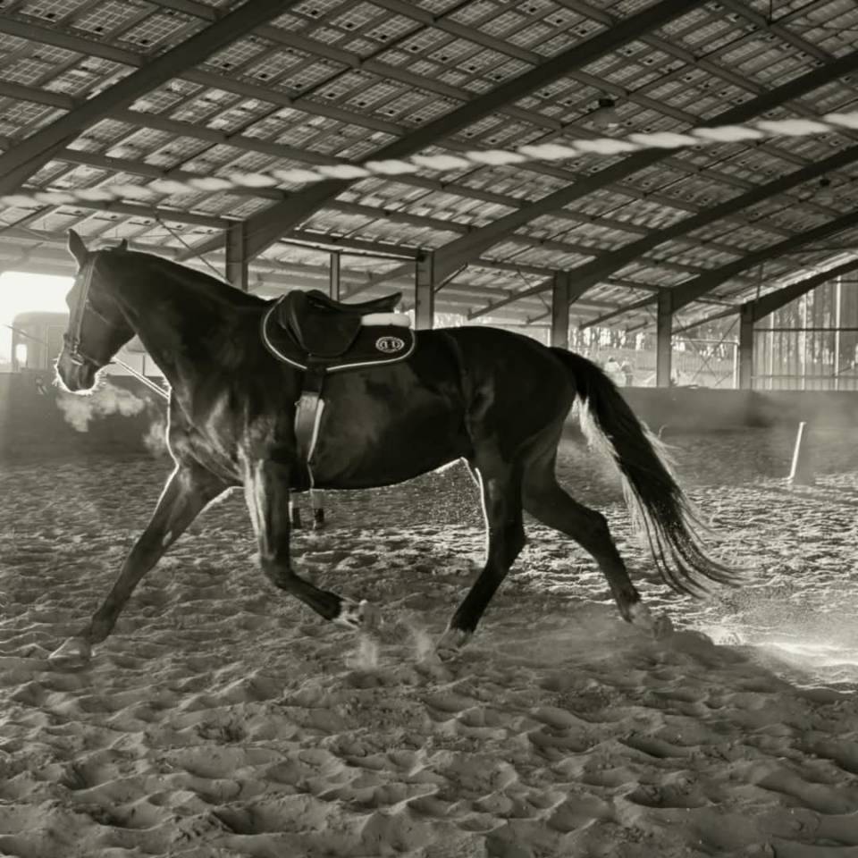 Jument SF 1m66 - RIVERLAND 