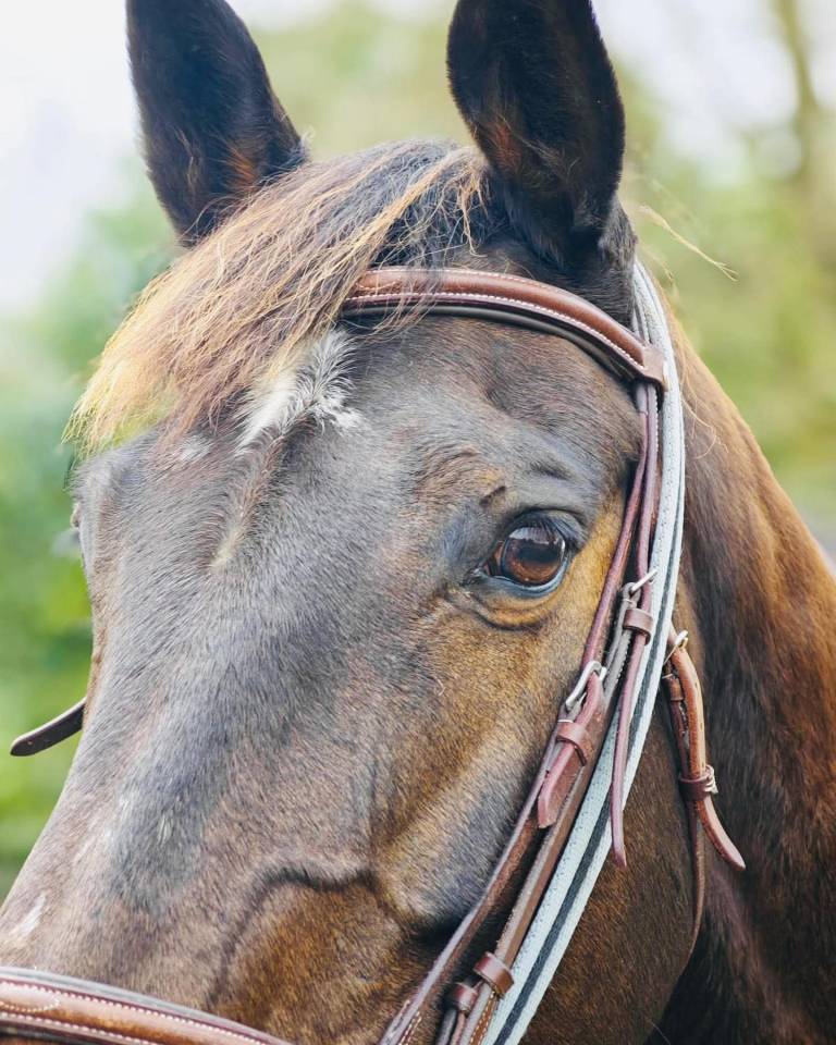 Jument SF 1m66 - RIVERLAND 