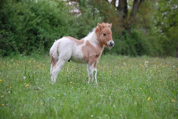 PONEY SHETLAND PP