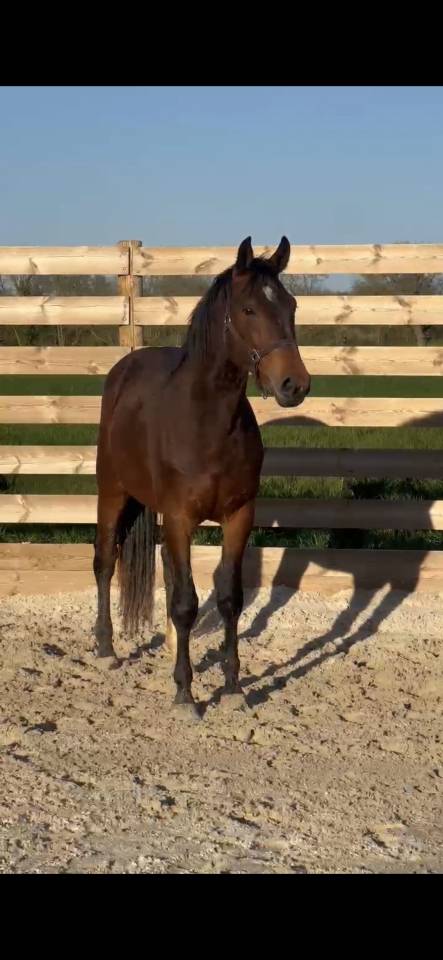 Selle Francais 3 ans cso