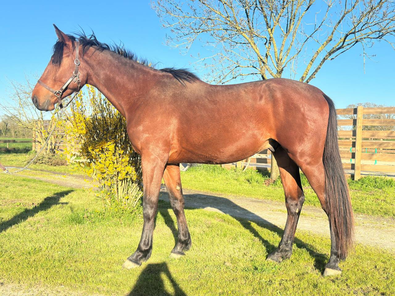 Selle francais 3 ans cso cce