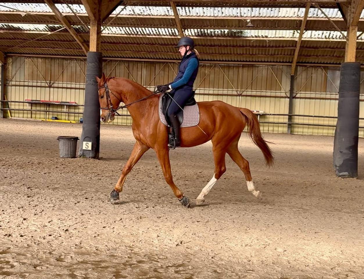Cheval de dressage Hongre de 6 ans