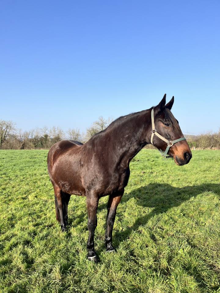 Jument &agrave; donner 