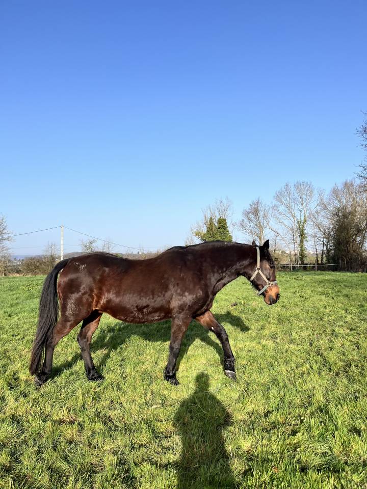 Jument &agrave; donner 