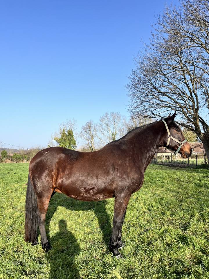 Jument &agrave; donner 