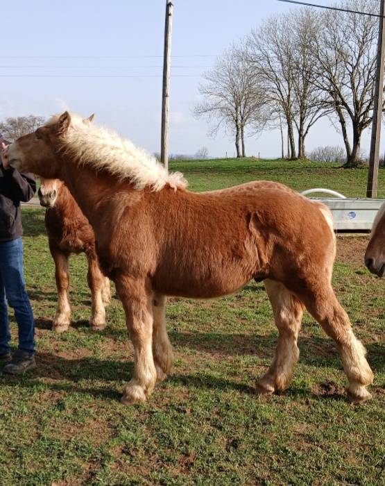 Poulain comtois 10 mois 