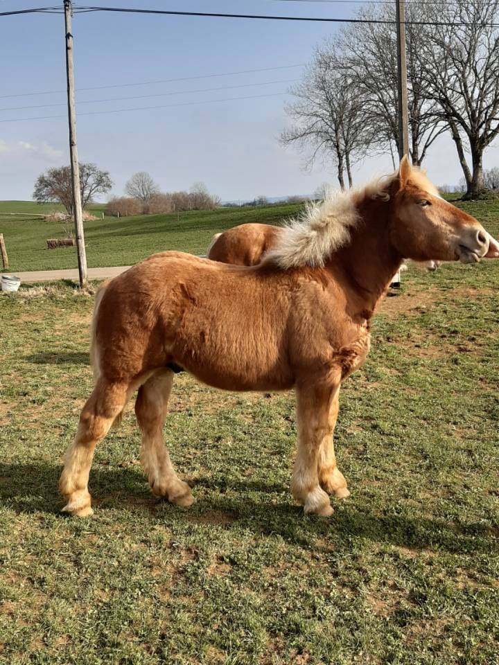 Poulain comtois 10 mois 