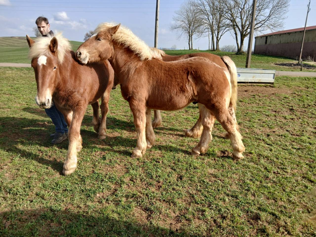 Poulain comtois 10 mois 