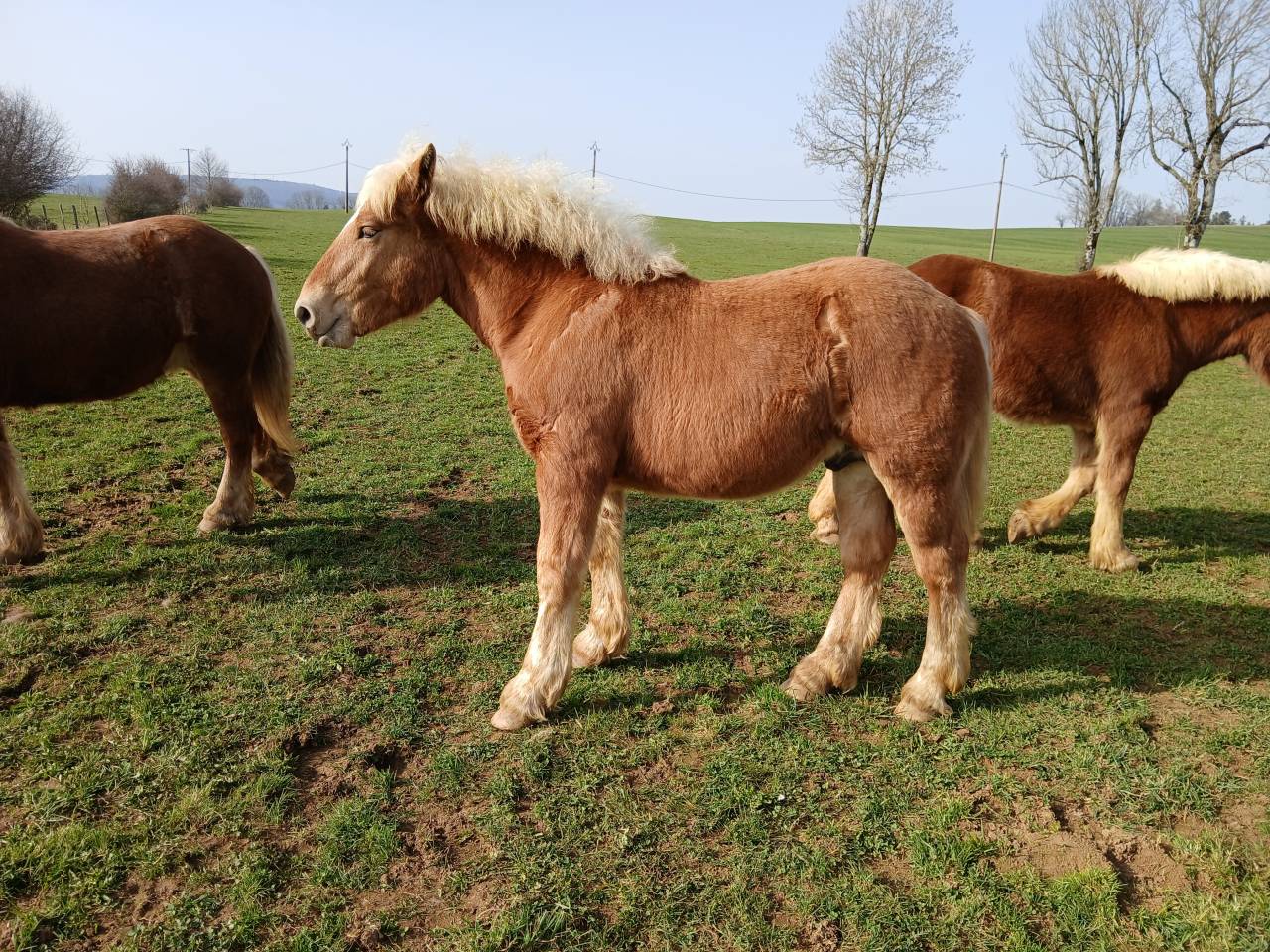 Poulain comtois 10 mois 