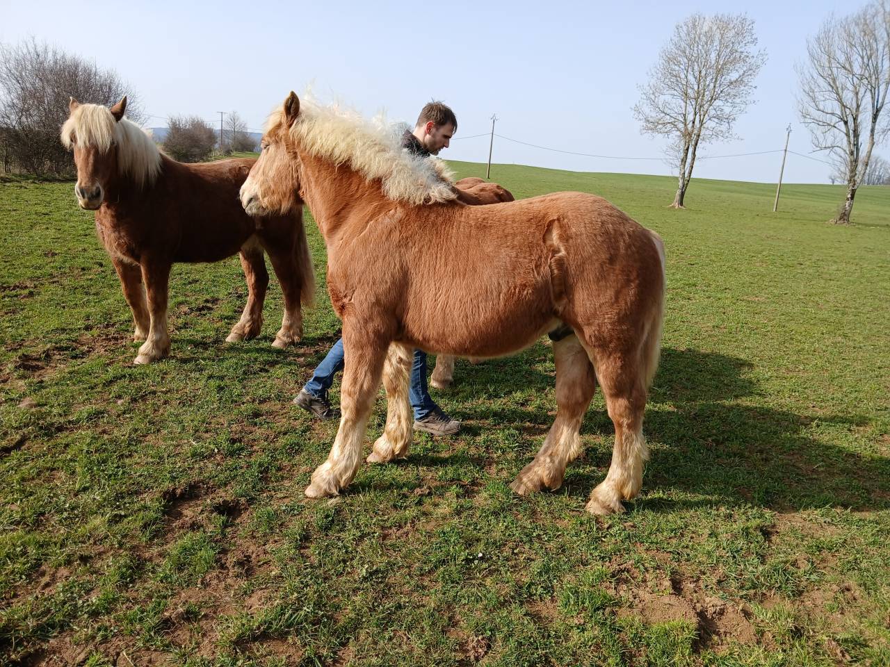 Poulain comtois 10 mois 