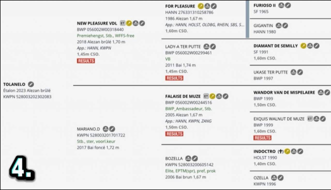 Tolanelo &ndash; 3 ans &ndash; 1,74 m &ndash; gros potentiel cso 