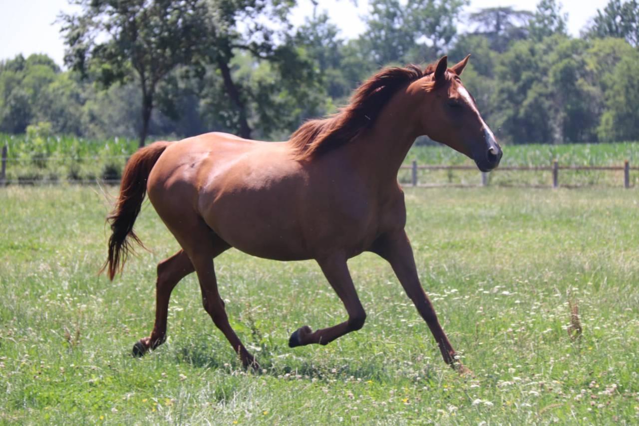Jument / Poulini&egrave;re