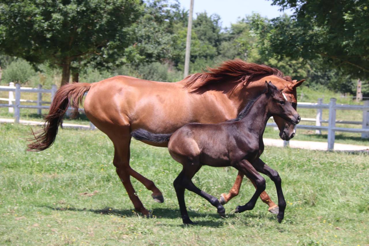 Jument / Poulini&egrave;re