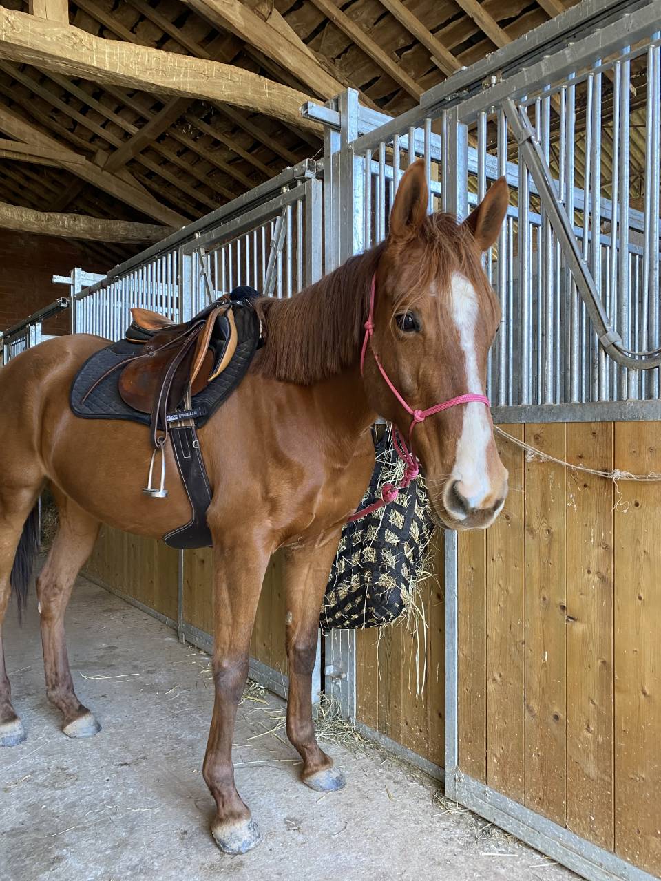 Jument / Poulini&egrave;re