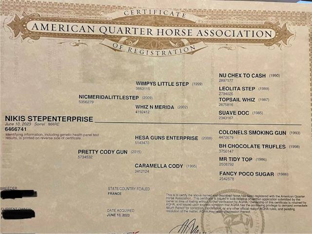 jument quarter horse 3 ans