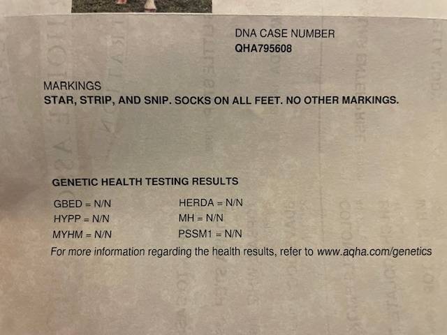 jument quarter horse 3 ans