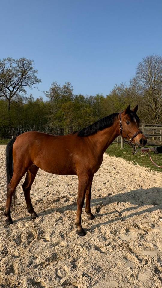 Magnifique Pur-Sang Arabe de 6 ans