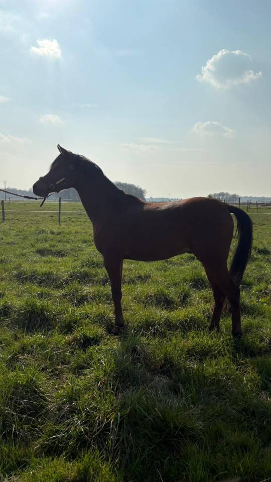 Magnifique Pur-Sang Arabe de 6 ans