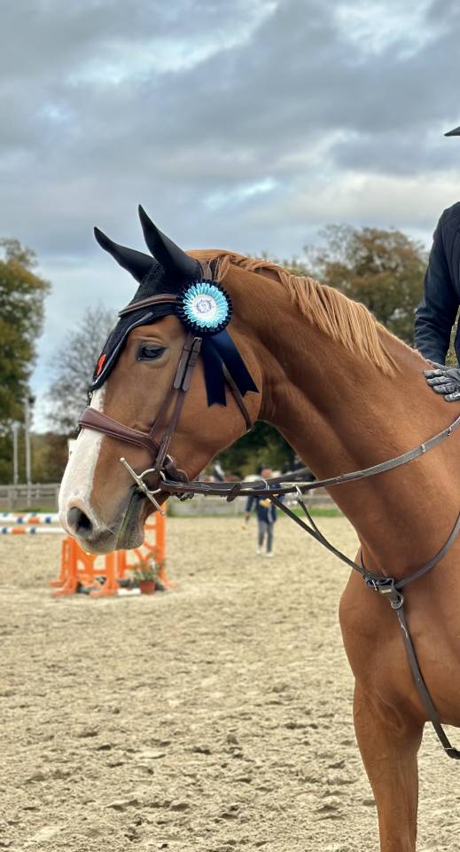 A vendre jument selle fran&ccedil;ais 