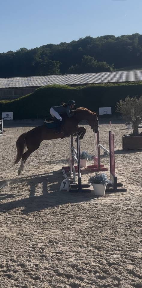 A vendre jument selle fran&ccedil;ais 