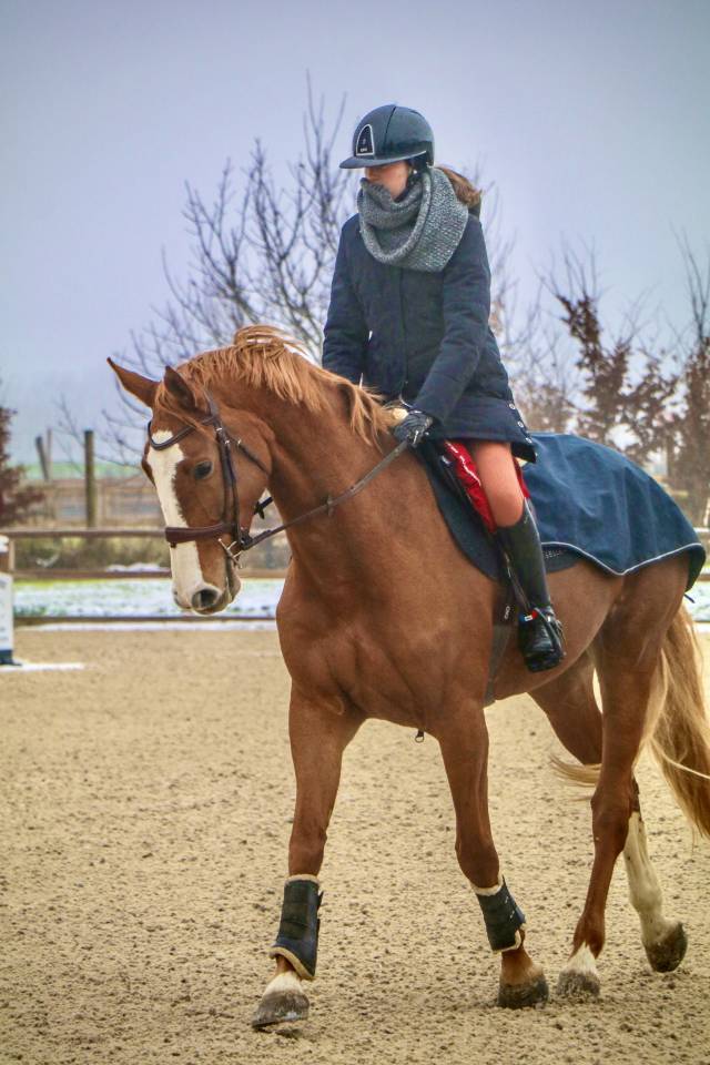 A vendre jument selle fran&ccedil;ais 