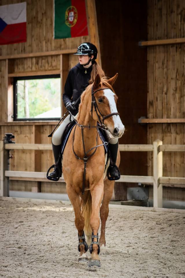 A vendre jument selle fran&ccedil;ais 