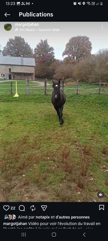 onc M&eacute;ren/percheron 4 ans