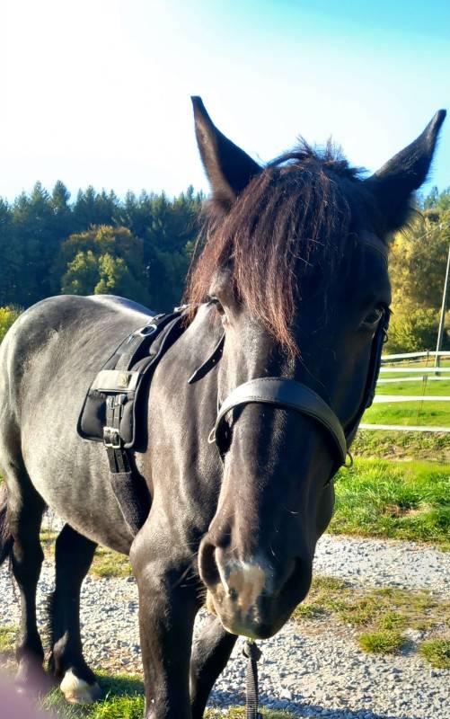 onc M&eacute;ren/percheron 4 ans
