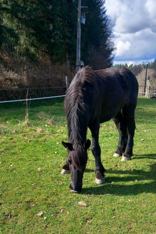onc M&eacute;ren/percheron 4 ans
