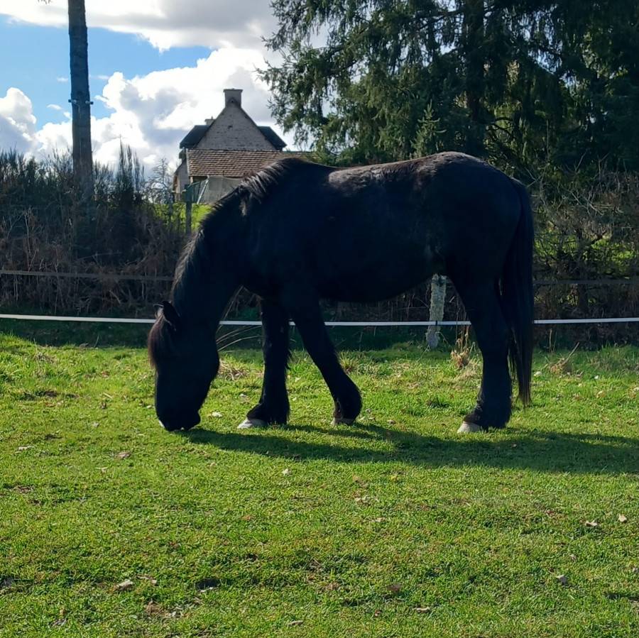 onc M&eacute;ren/percheron 4 ans