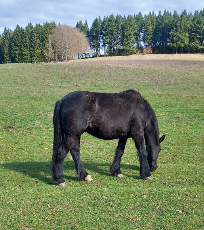 onc M&eacute;ren/percheron 4 ans