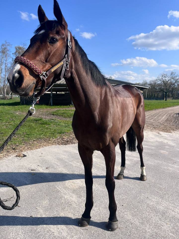 &Agrave; vendre cheval de Reforme