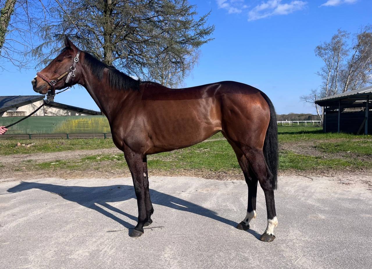 &Agrave; vendre cheval de Reforme