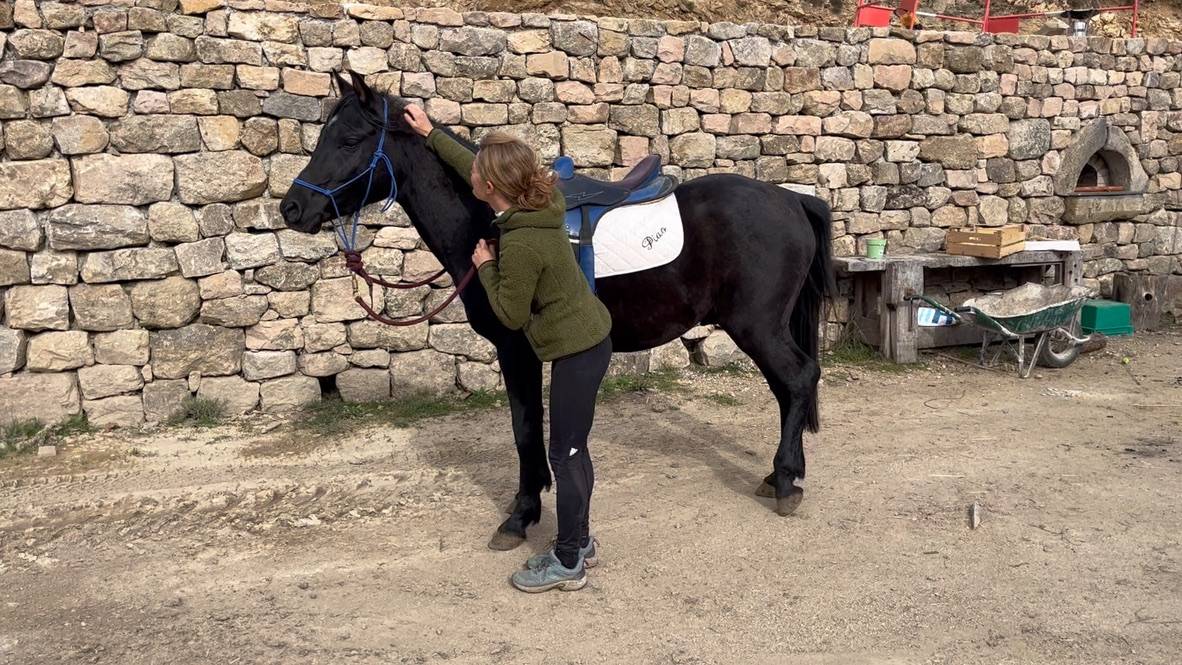 Saillie par &Eacute;talon pur-sang arabe noir homozygote