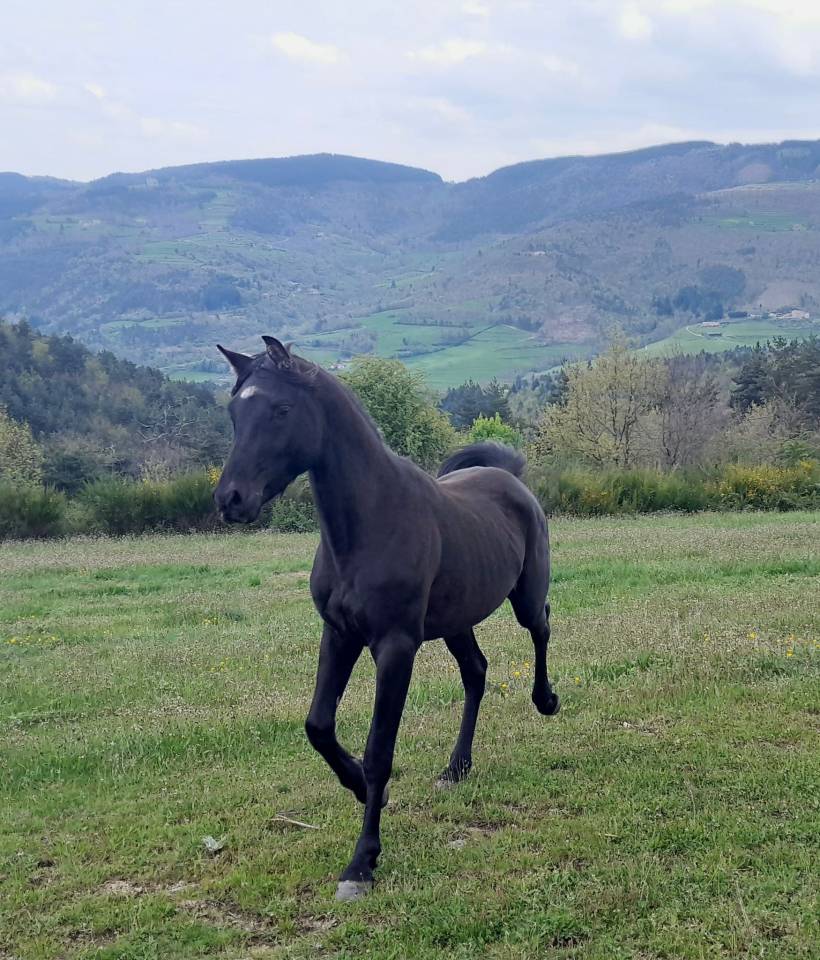 Saillie par &Eacute;talon pur-sang arabe noir homozygote