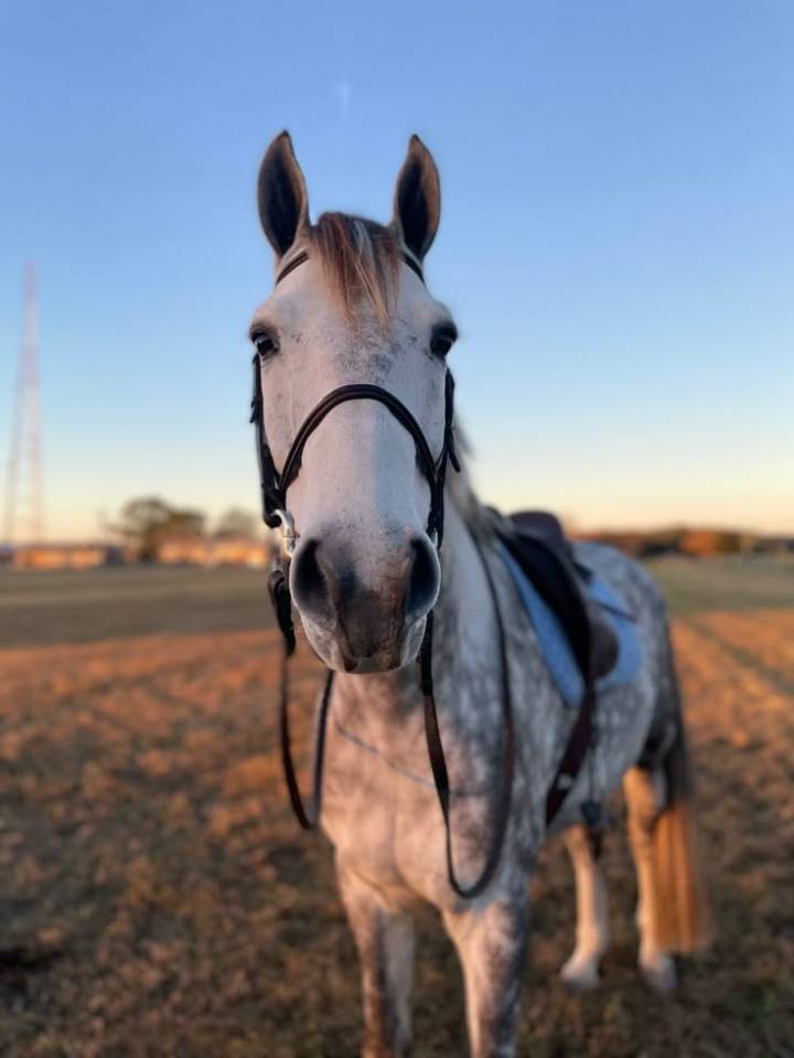 Poney connemara gris 7 ans 