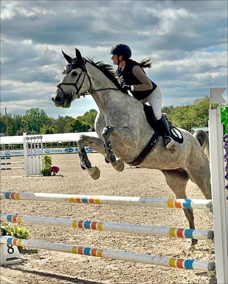 Poney connemara gris 7 ans 