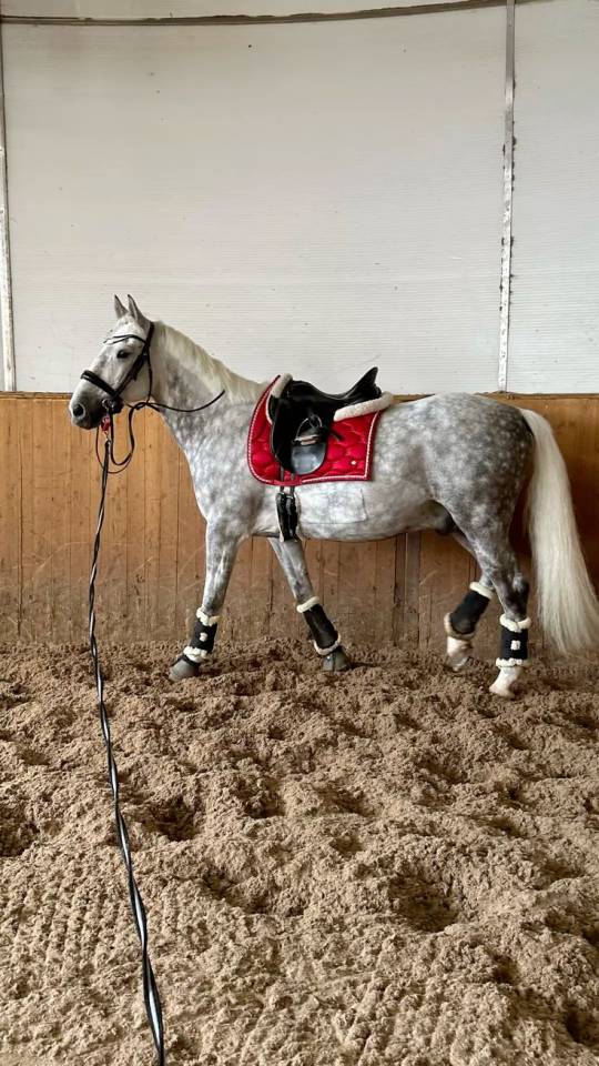 Poney connemara gris 7 ans 