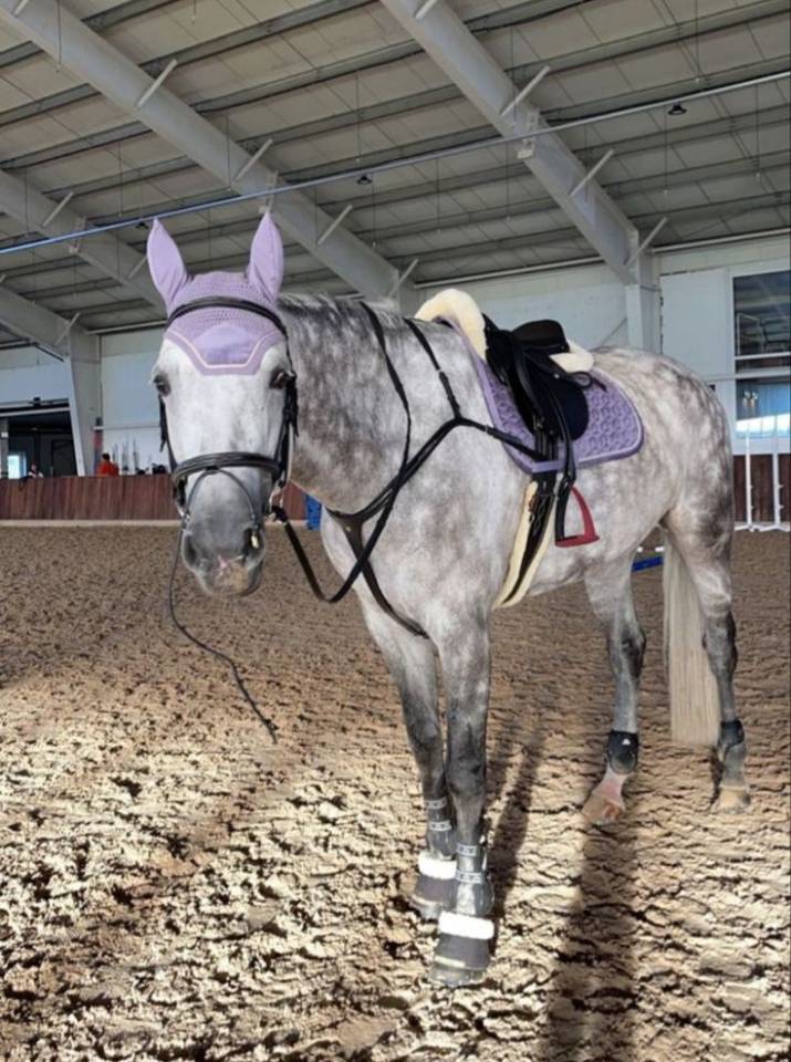 Poney connemara gris 7 ans 