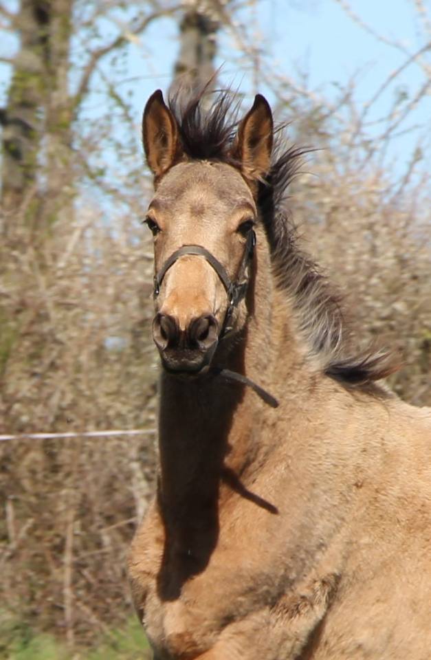 Pouliche SF isabelle