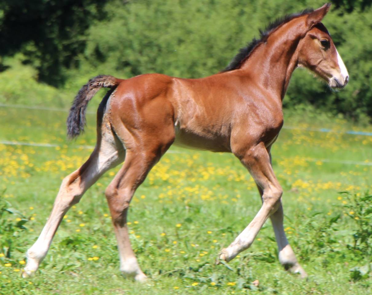 Poulain SF Itoki de riverland x cor de hus